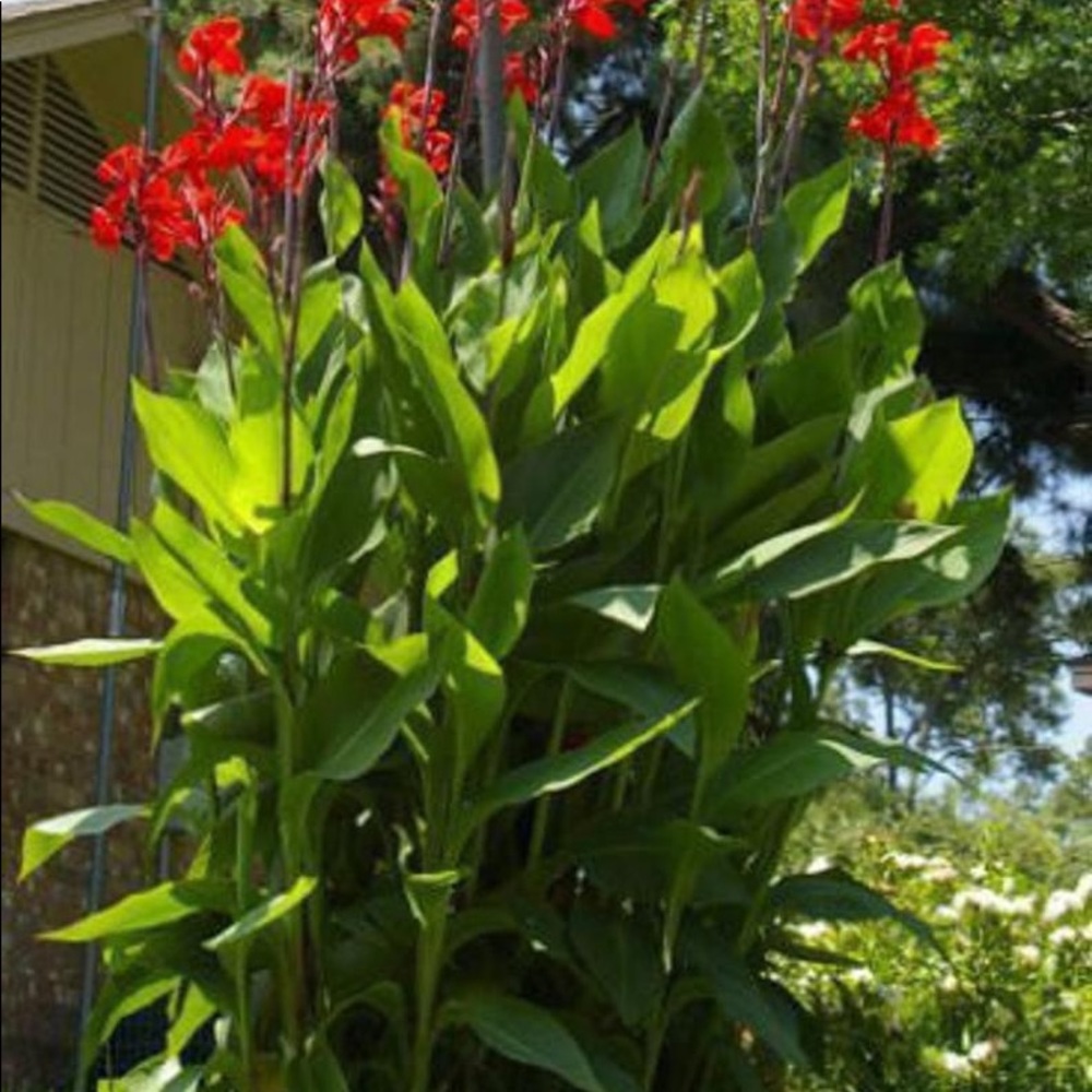 Canna Lilly seeds (10ct)